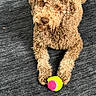 adorable, animal, brown_dog, carpet, close_up, companion, curly_coat, dog, eyes, face, indoor, looking_at_camera, lying_down, nose, paws, pet, playful, portrait, tennis_ball, toy