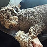 animal, blanket, couch, cozy, curly_hair, dog, fluffy, hand, home, indoor, leg, nap, paw, pet, portrait, relaxed, sleeping, sunlight, upside_down, warm_lighting