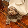 animal, brown_fur, camera_gaze, close_up, curly_coat, curtain, cute, dog, floor, fluffy, home, indoor, long_hair, lying_down, pet, playful, portrait, resting, rope_toy, wooden_floor