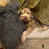 bench, blanket, brown_fur, carpet, cozy, curly_hair, curtain, dog, drawer, face, furniture, fuzzy_blanket, home, indoor, nose, portrait, puppy, resting, sleeping, wood_floor