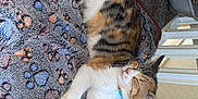 Melon joined the competition — help win amazing prizes! animal, blanket, calico, carpet, cat, collar, cozy, cute, feline, fur, home, indoor, mammal, paw, paw_print, pet, relaxed, resting, sleeping, whiskers