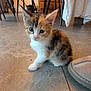 Melon joined the competition — help win amazing prizes! animal, blue_eyes, calico, cat, chair, cozy, curious, cute, domestic, feline, floor, fur, home, indoor, kitten, pet, slipper, small, table, tile_floor