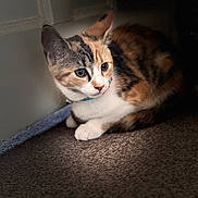 Melon joined the competition — help win amazing prizes! animal, calico_cat, carpet, cat, closeup, collar, cozy, curious, cute, domestic_animal, door, ears, feline, fur, indoor, natural_light, pet, resting, soft_light, whiskers