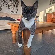 Grape joined the competition — help win amazing prizes! black_and_white, cat, curious, cushion, domestic_animal, ears, eyes, floor, furniture, interior, living_room, paws, pet, relaxed, sofa, sunlight, table, tile_floor, whiskers, wooden_table
