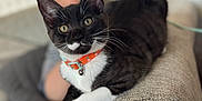 Grape is registered to the contest to win money with this photo: animal, bell, blurred_background, cat, closeup, collar, couch, curious, domestic, furniture, home, indoor, orange_collar, person, pet, relaxed, soft_light, texture, tuxedo_cat, whiskers