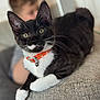 animal, bell, blurred_background, cat, closeup, collar, couch, curious, domestic, furniture, home, indoor, orange_collar, person, pet, relaxed, soft_light, texture, tuxedo_cat, whiskers
