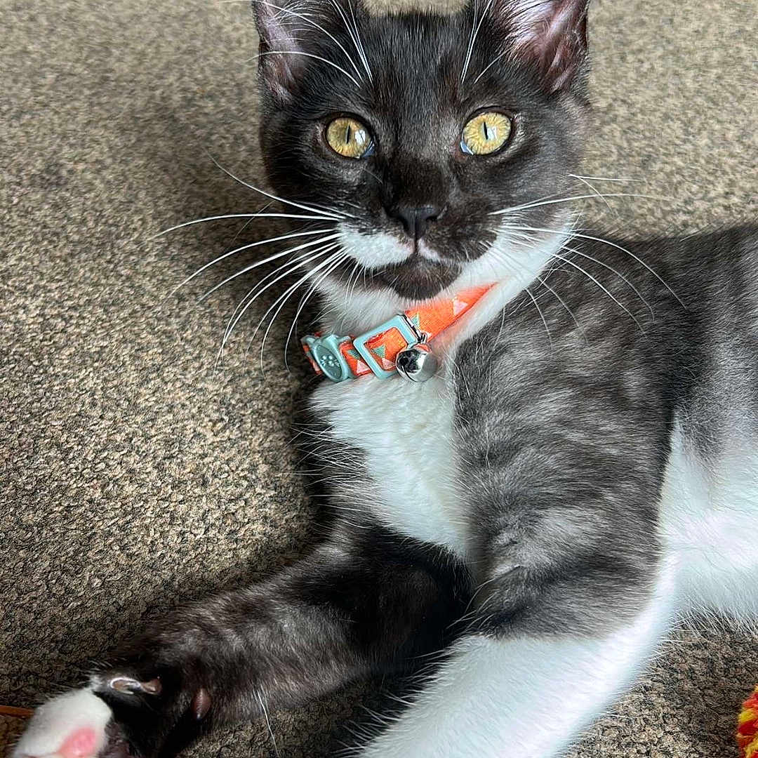 Grape joined the competition — help win amazing prizes! animal, bell, black_and_white, carpet, cat, close_up, collar, curious, cute, domestic_animal, feline, fur, indoor, paw, pet, playful, relaxed, whiskers, yellow_eyes, young_cat