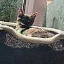 Grape is registered to the contest to win money with this photo: animal, black_cat, cat, collar, cozy, curious, daylight, domestic_animal, ears, face, feline, fur, indoor, pet, relaxing, resting, soft_bed, sunlight, whiskers, window