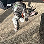 Grape is registered to the contest to win money with this photo: animal, black_and_white, bright, carpet, cat, collar, curious, cute, domestic, feline, fur, indoor, mammal, paw, pet, playful, relaxed, shadow, sunlight, whiskers
