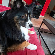 Ulys participe au concours pour gagner de l'argent avec cette photo : dog, pet, indoor, couch, red_couch, fur, brown_eyes, black_fur, white_fur, tan_fur, living_room, carpet, table, modern_furniture, relaxed, animal, canine, ears, snout, paw