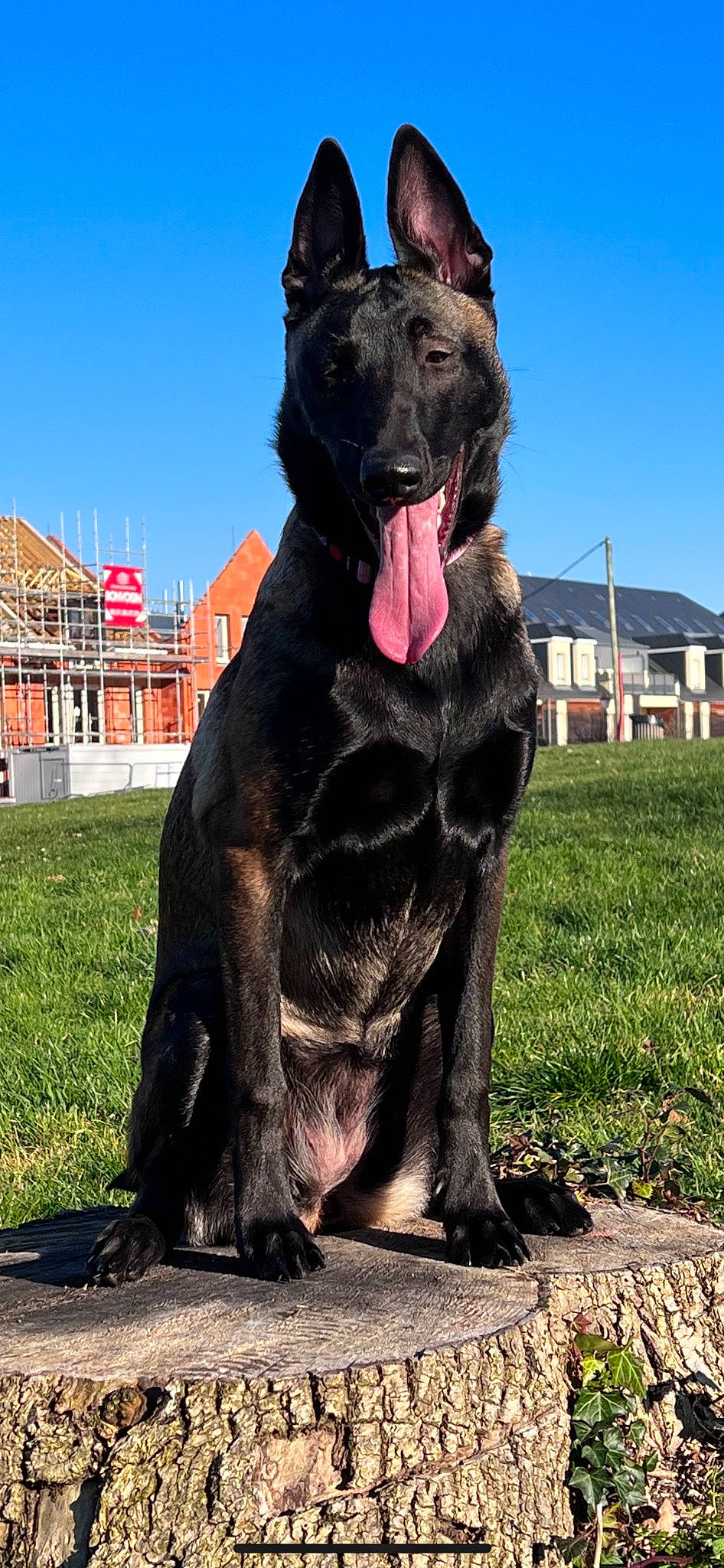 Toxic a rejoint le concours — aidez-le/la à gagner de superbes lots ! building, canidae, carnivore, collar, companion_dog, dog, dog_breed, dog_collar, fawn, fur, giant_dog_breed, guard_dog, plant, sky, snout, sporting_group, terrestrial_animal, window, working_animal, working_dog