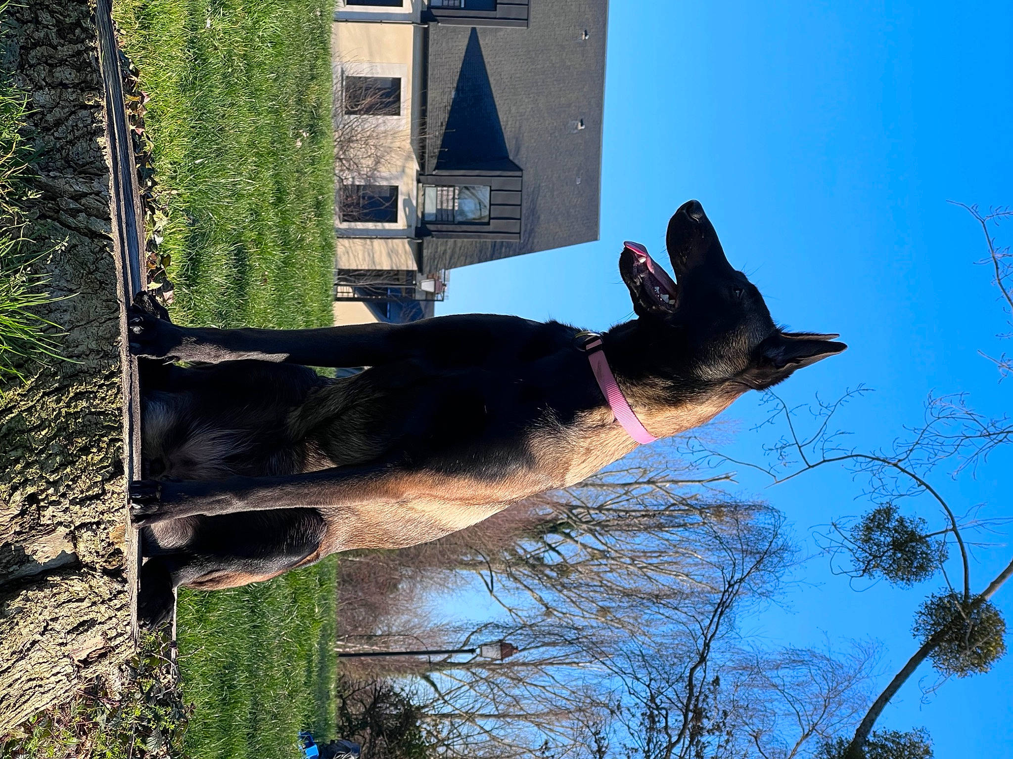 Toxic participe au concours pour gagner de l'argent avec cette photo : blue, building, carnivore, dog, dog_breed, electric_blue, fawn, grass, house, plant, sky, snout, tail, tints_and_shades, tower, tree, trunk, twig, window, working_animal