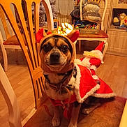 Balou a rejoint le concours — aidez-le/la à gagner de superbes lots ! dog, costume, christmas, holiday, chair, indoor, pet, reindeer, cape, furniture, decorations, wooden_floor, warm_lighting, festive, cute, animal, portrait, sitting, holiday_season, cozy