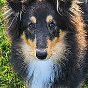 Alya participe au concours pour gagner de l'argent avec cette photo : dog, animal, pet, grass, outdoor, fur, black, brown, white, ears, eyes, nose, cute, collie, portrait, standing, nature, canine, friendly, mammal