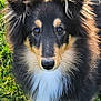 dog, animal, pet, grass, outdoor, fur, black, brown, white, ears, eyes, nose, cute, collie, portrait, standing, nature, canine, friendly, mammal