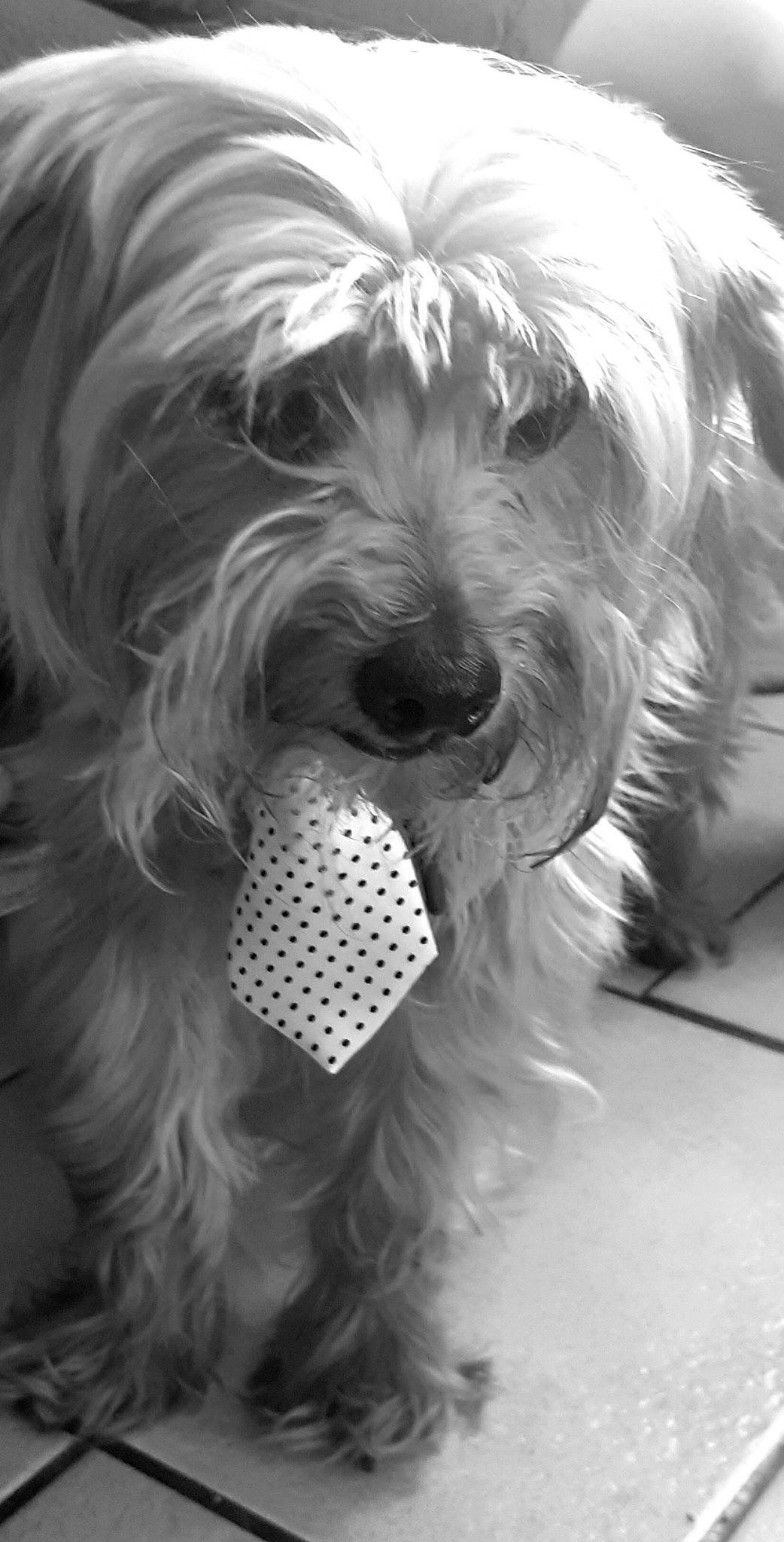 Pioupiou participe au concours pour gagner de l'argent avec cette photo : canidae, carnivore, companion_dog, dog, dog_breed, dog_supply, fur, maltepoo, mammal, monochrome, monochrome_photography, small_terrier, snout, sporting_group, style, terrier, toy_dog, water_dog, white, working_animal