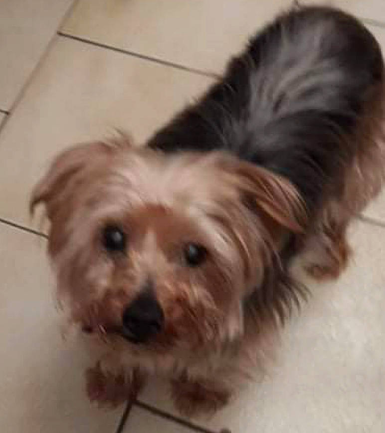 Pioupiou participe au concours pour gagner de l'argent avec cette photo : biewer_terrier, canidae, carnivore, companion_dog, dog, dog_breed, dog_supply, fawn, fur, liver, maltepoo, puppy, small_terrier, snout, sporting_group, terrier, toy_dog, water_dog, working_animal, yorkipoo