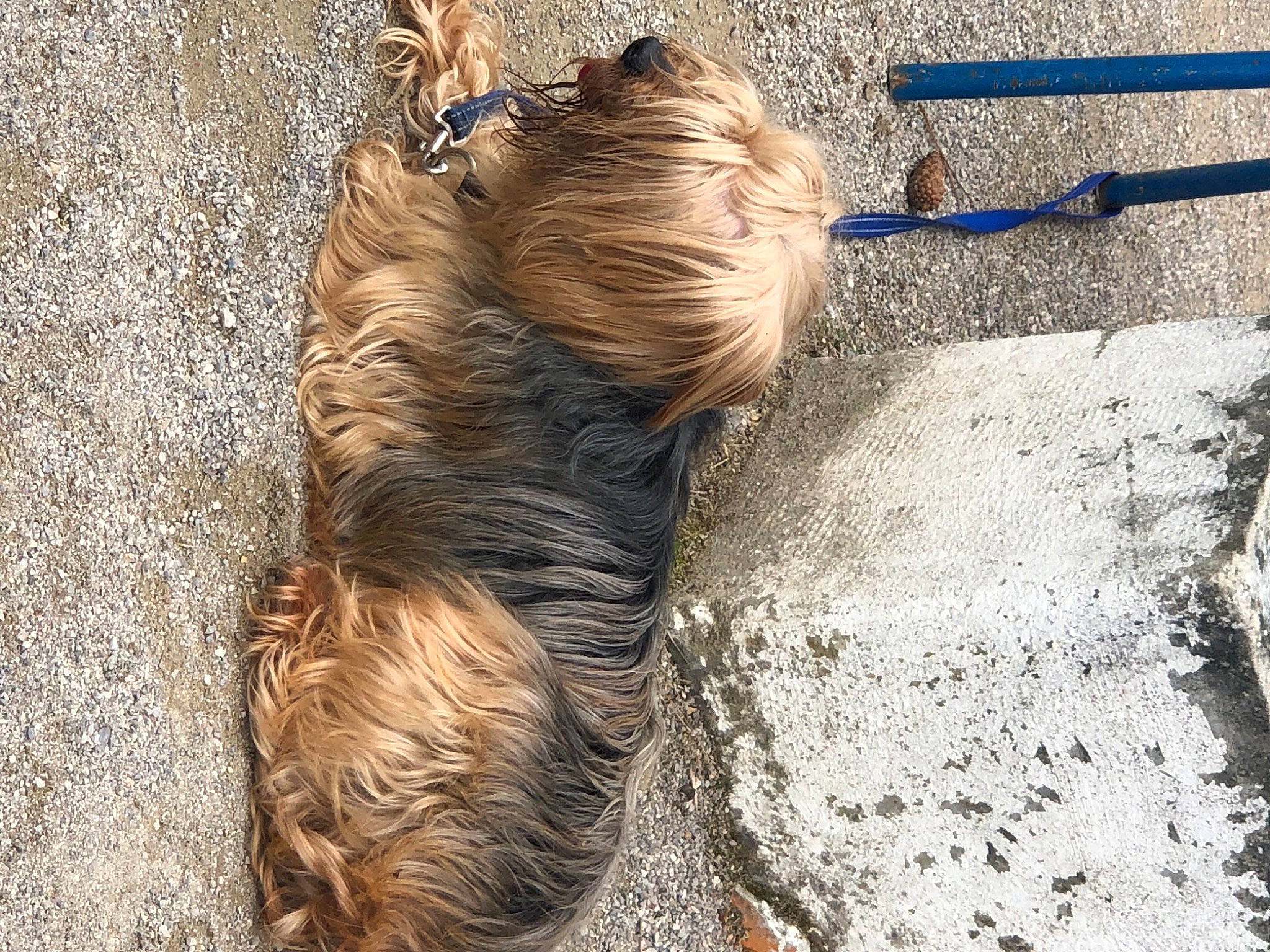 Pioupiou a rejoint le concours — aidez-le/la à gagner de superbes lots ! brown_hair, carnivore, companion_dog, dog, dog_breed, fawn, fur, hair, leash, liver, long_hair, pet_supply, snout, soil, sporting_group, street_fashion, tail, terrestrial_animal, wood, working_animal