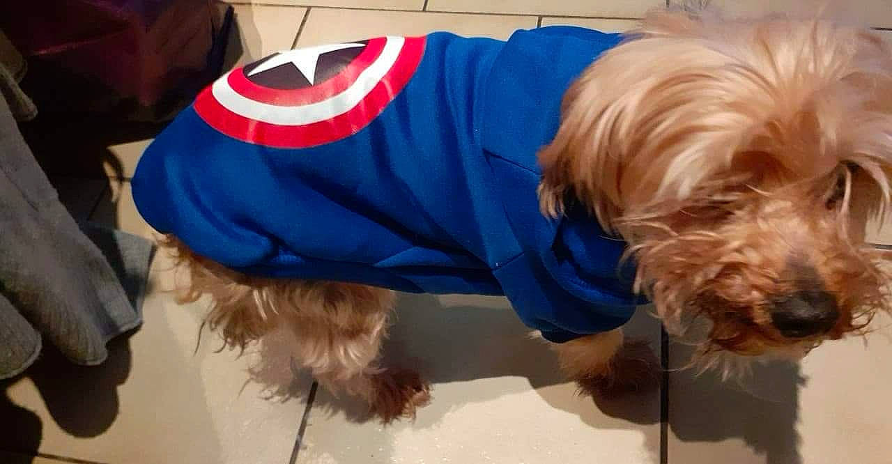 Pioupiou participe au concours pour gagner de l'argent avec cette photo : canidae, carnivore, companion_dog, dog, dog_breed, dog_clothes, dog_supply, electric_blue, fashion_accessory, fur, hat, liver, pet_supply, sitting, sleeve, small_terrier, sporting_group, t_shirt, terrier, toy_dog