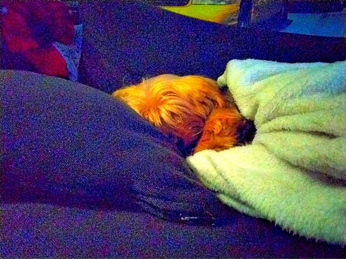 Pioupiou a rejoint le concours — aidez-le/la à gagner de superbes lots ! bedding, canidae, carnivore, cloud, comfort, companion_dog, dog, dog_breed, electric_blue, fawn, fur, linens, liver, mammal, pillow, sky, sporting_group, textile, tints_and_shades, toy_dog