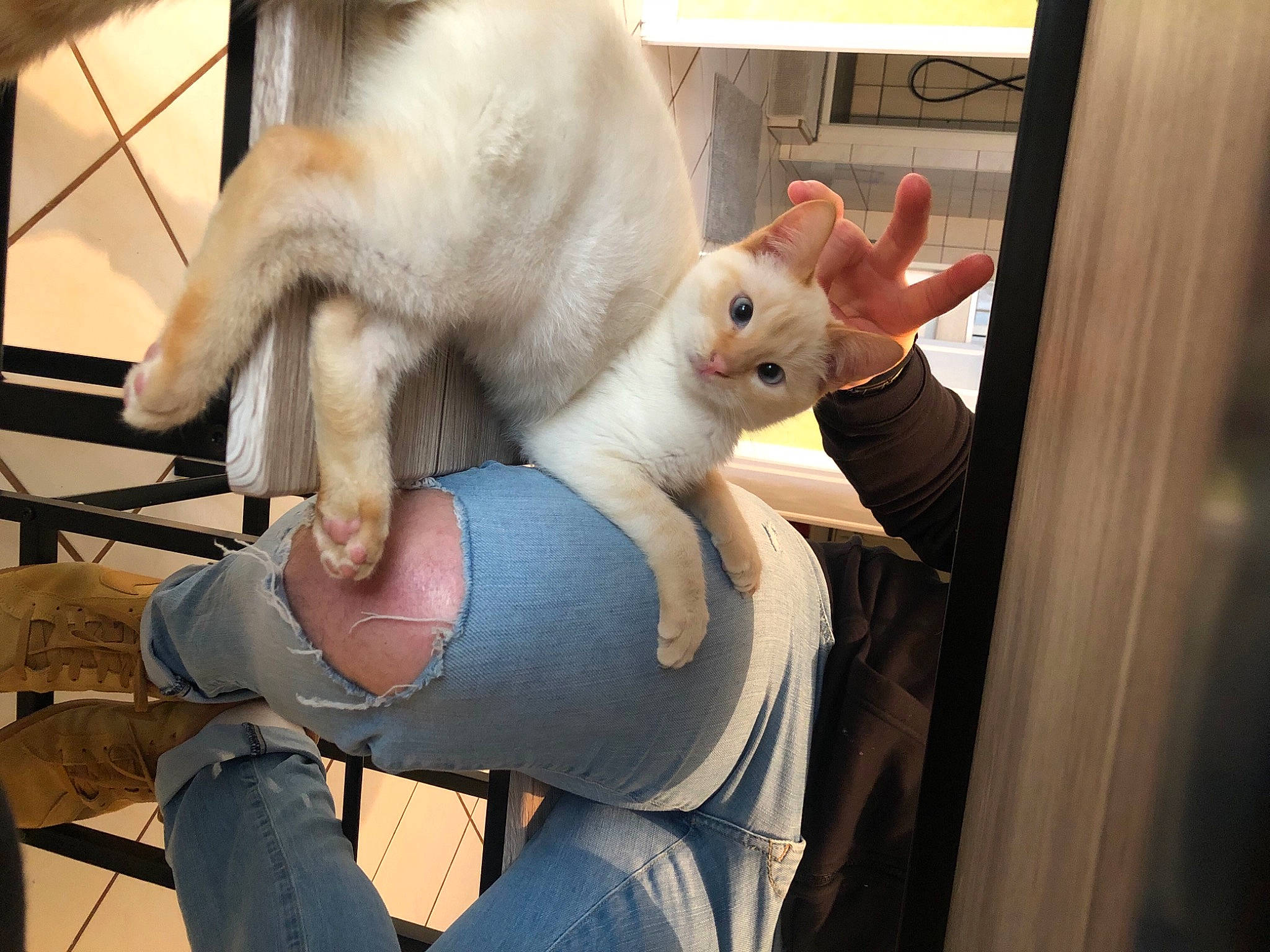 Albert participe au concours pour gagner de l'argent avec cette photo : animal_shelter, carnivore, cat, claw, comfort, domestic_rabbit, domestic_short_haired_cat, ear, fawn, felidae, fur, gesture, paw, rabbit, rabbits_and_hares, small_to_medium_sized_cats, snout, tail, whiskers