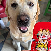 Pacha participe au concours pour gagner de l'argent avec cette photo : dog, labrador_retriever, close_up, red_envelope, hand, indoor, tile_floor, cartoon_illustration, smiling, teeth, pet, domestic_dog, sitting, muzzle, nose, brown_eyes, fur, couch, chair, colorful