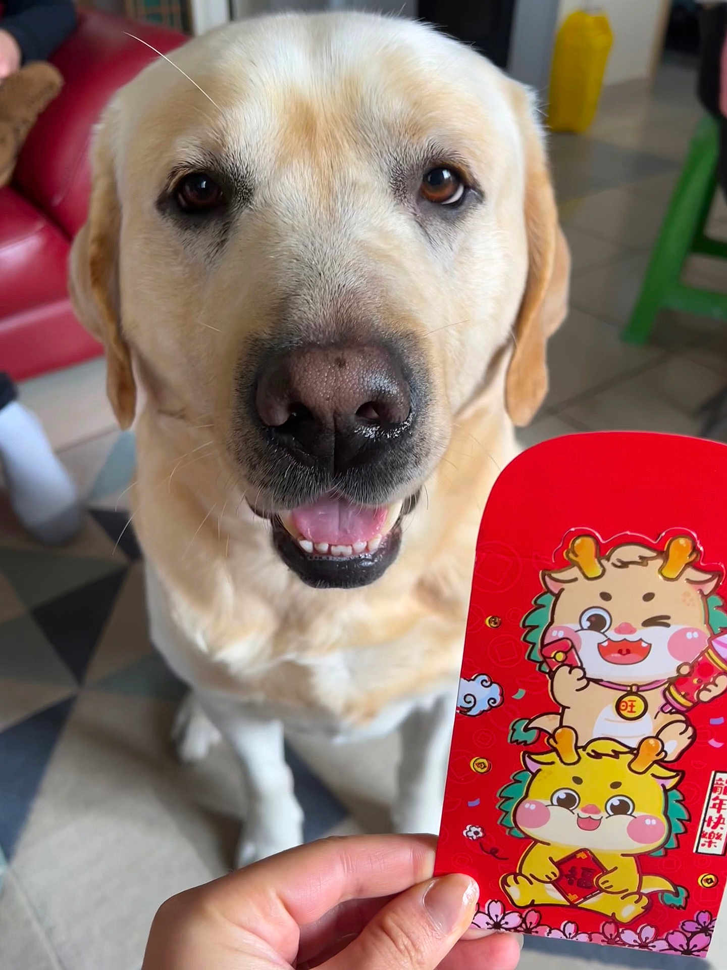 Pacha participe au concours pour gagner de l'argent avec cette photo : dog, labrador_retriever, close_up, red_envelope, hand, indoor, tile_floor, cartoon_illustration, smiling, teeth, pet, domestic_dog, sitting, muzzle, nose, brown_eyes, fur, couch, chair, colorful