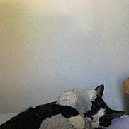 Pookie is registered to the contest to win money with this photo: cat, tuxedo_cat, stuffed_toy, plush, bed, pillow, blanket, wall, floral_decoration, sleeping, nap, cute, cozy, indoor, pet, whiskers, paw, hugging, black_and_white, soft_toy