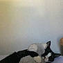 cat, tuxedo_cat, stuffed_toy, plush, bed, pillow, blanket, wall, floral_decoration, sleeping, nap, cute, cozy, indoor, pet, whiskers, paw, hugging, black_and_white, soft_toy