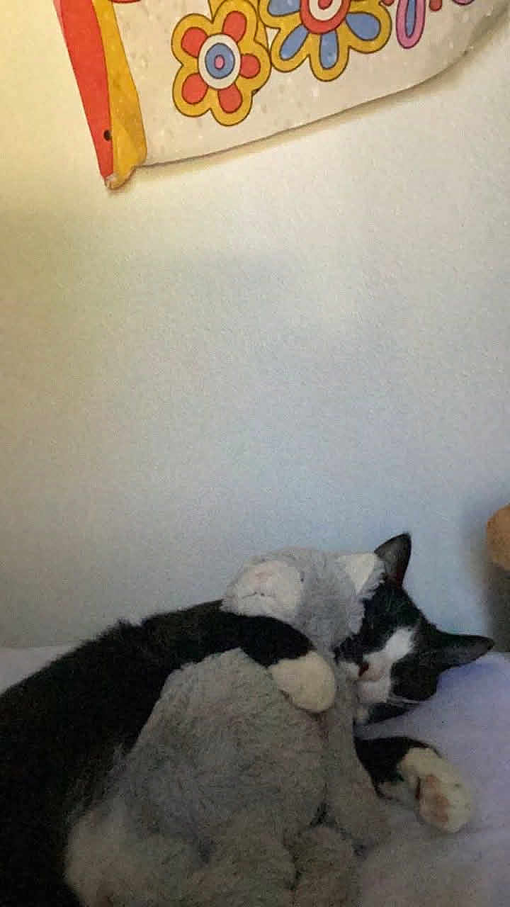 Pookie is registered to the contest to win money with this photo: cat, tuxedo_cat, stuffed_toy, plush, bed, pillow, blanket, wall, floral_decoration, sleeping, nap, cute, cozy, indoor, pet, whiskers, paw, hugging, black_and_white, soft_toy