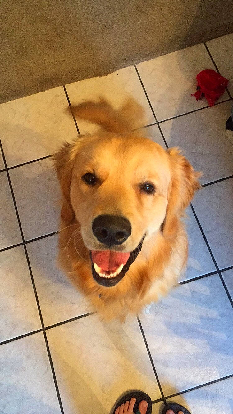 Charlie joined the competition — help win amazing prizes! carnivore, companion_dog, dog, dog_breed, fawn, floor, flooring, fur, happy, hardwood, houseplant, paw, pet_supply, snout, sporting_group, tile, tile_flooring, whiskers, wood, working_animal