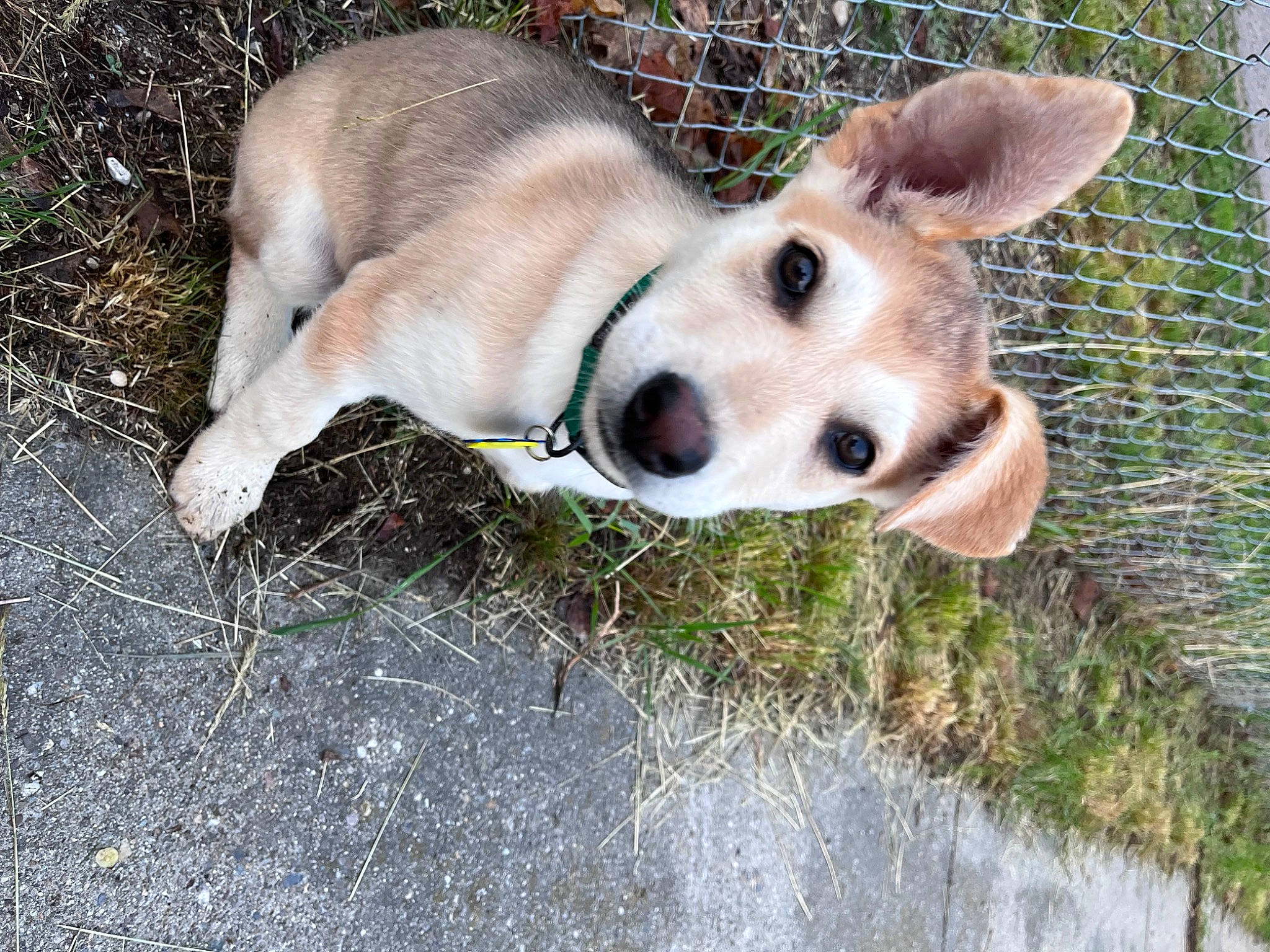 Kirby is registered to the contest to win money with this photo: carnivore, collar, companion_dog, dingo, dog, dog_breed, fawn, fence, fur, grass, mesh, pet_supply, plant, sporting_group, street_dog, tail, terrestrial_animal, whiskers, wire_fencing, working_animal