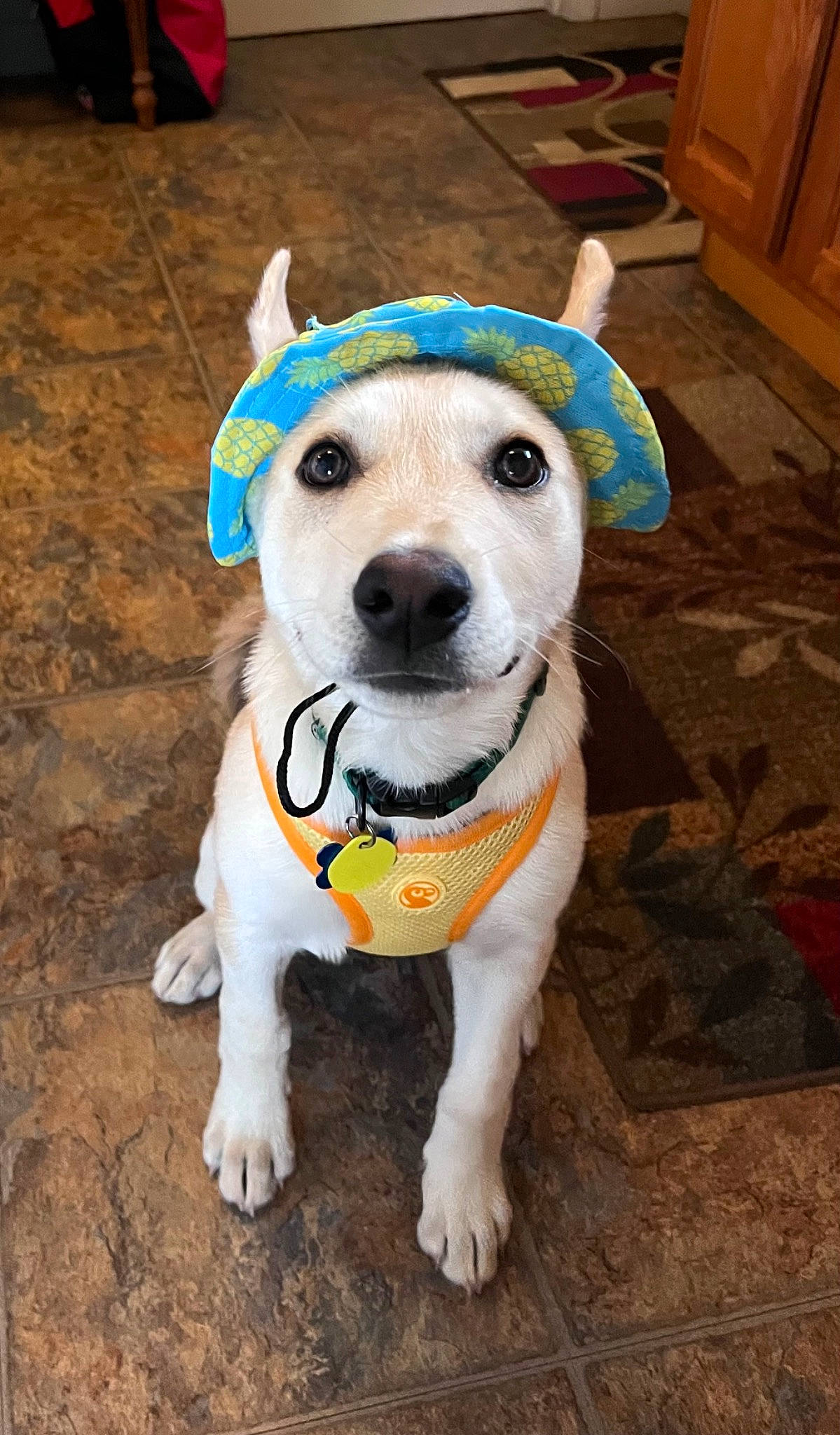 Kirby is registered to the contest to win money with this photo: cabinetry, canidae, carnivore, collar, companion_dog, dog, dog_breed, dog_clothes, dog_collar, dog_supply, fashion_accessory, fawn, flooring, fur, leash, pet_supply, snout, sporting_group, whiskers, wood