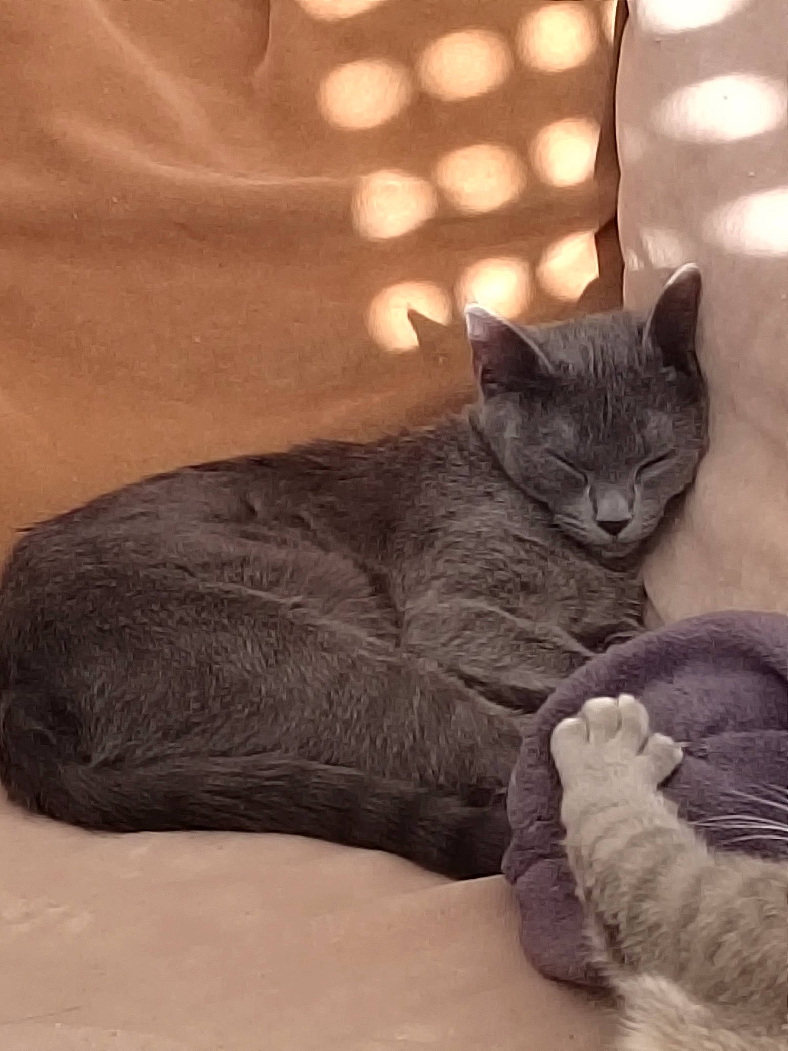 Saphire a rejoint le concours — aidez-le/la à gagner de superbes lots ! bed, black_cat, carnivore, cat, claw, comfort, domestic_short_haired_cat, fawn, felidae, fur, grey, paw, russian_blue, sand, small_to_medium_sized_cats, snout, tail, terrestrial_animal, whiskers, window