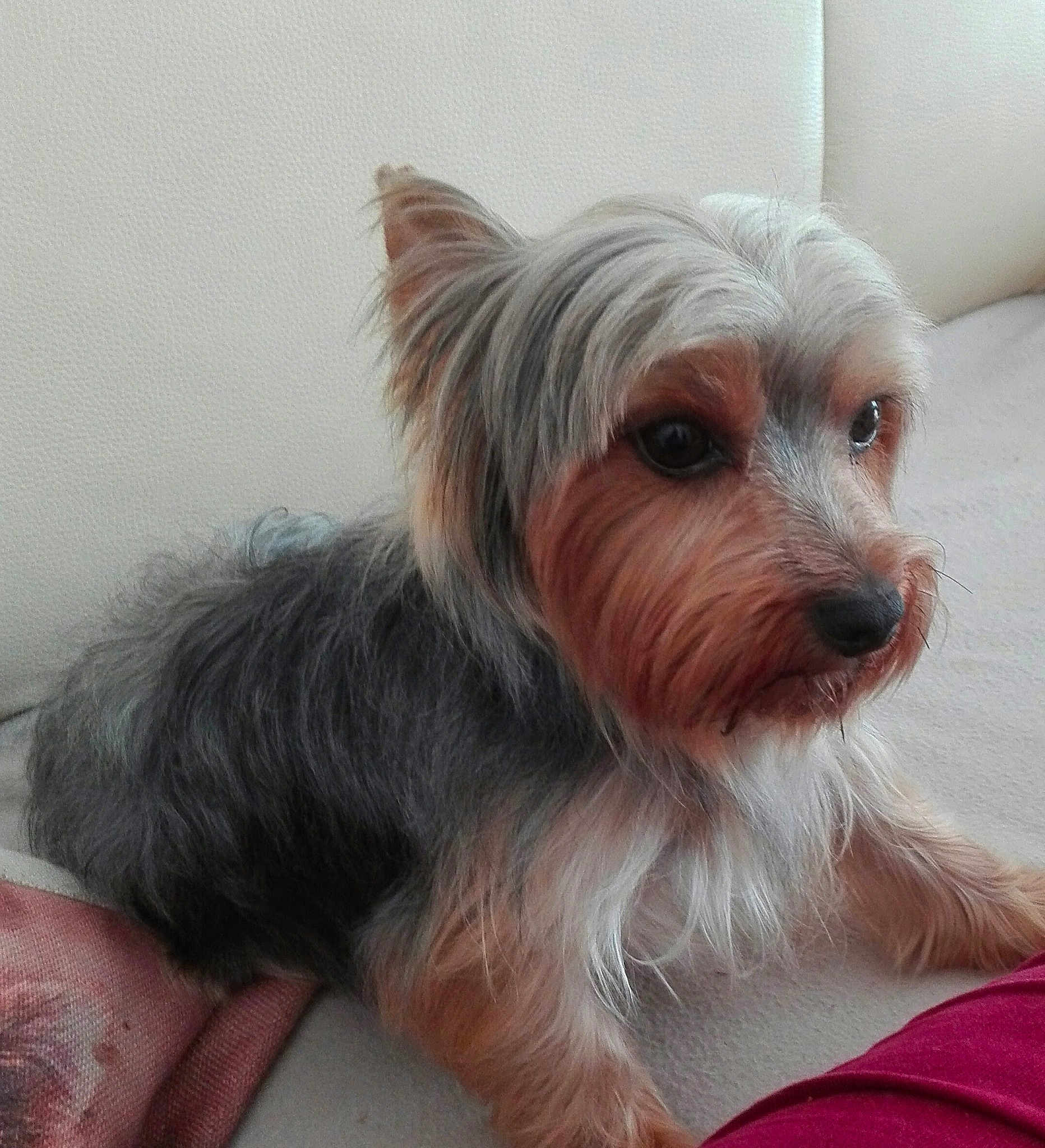 Oscar