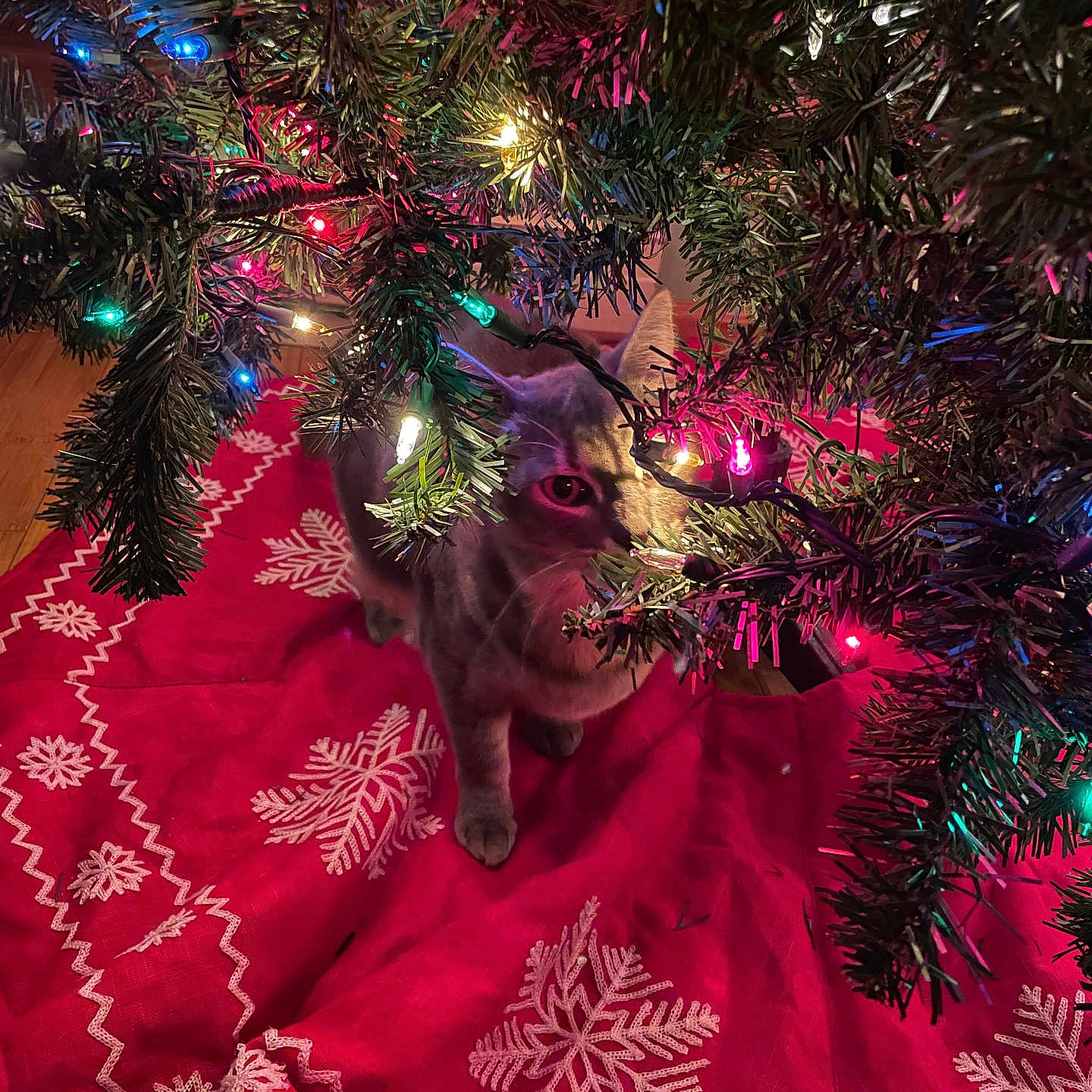 Boogie is registered to the contest to win money with this photo: accessories, animal, canine, cat, christmas, christmasdecorations, christmastree, conifer, dog, festival, fir, husky, kitten, lighting, ornament, pattern, pet, plant, purple, tree