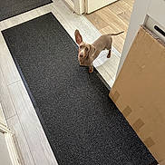 Leo is registered to the contest to win money with this photo: animal, black_mat, brown_dog, cabinet, cardboard_box, curious, dachshund, dog, domestic, door, ear_up, flooring, hallway, home, indoor, looking_up, mat, pet, small_dog, wood_floor