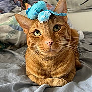 Sushi is registered to the contest to win money with this photo: cat, orange_tabby, plush_toy, bed, indoor, pet, animal, cute, relaxed, green_eyes, whiskers, ears, fur, toy_on_head, domestic_cat, close_up, lying_down, feline, bedroom, cozy
