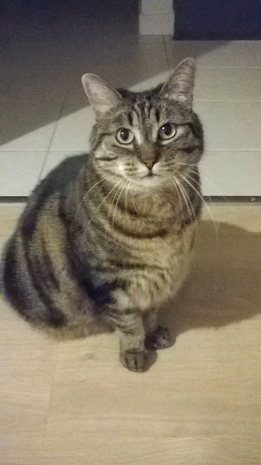 Mistinguette participe au concours pour gagner de l'argent avec cette photo : aegean_cat, american_bobtail, american_shorthair, american_wirehair, asian, australian_mist, california_spangled, carnivore, cat, domestic_short_haired_cat, dragon_li, european_shorthair, felidae, kitten, mammal, small_to_medium_sized_cats, snout, tabby_cat, vertebrate, whiskers