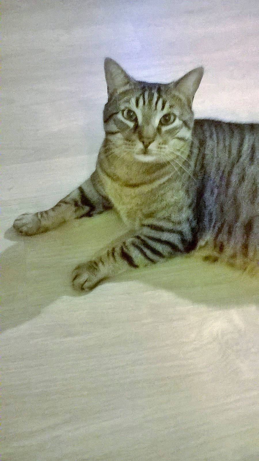 Speedy a rejoint le concours — aidez-le/la à gagner de superbes lots ! aegean_cat, american_shorthair, american_wirehair, asian, australian_mist, california_spangled, carnivore, cat, domestic_short_haired_cat, dragon_li, european_shorthair, felidae, kitten, mammal, ocicat, pixie_bob, small_to_medium_sized_cats, tabby_cat, vertebrate, whiskers