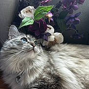 Pluto joined the competition — help win amazing prizes! cat, fluffy_cat, long_hair, blue_eyes, gray_fur, white_fur, pet, animal, whiskers, ears, face, portrait, lying_down, relaxed, flowers, bouquet, purple_flowers, white_flowers, indoor, wooden_surface