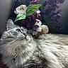 cat, fluffy_cat, long_hair, blue_eyes, gray_fur, white_fur, pet, animal, whiskers, ears, face, portrait, lying_down, relaxed, flowers, bouquet, purple_flowers, white_flowers, indoor, wooden_surface
