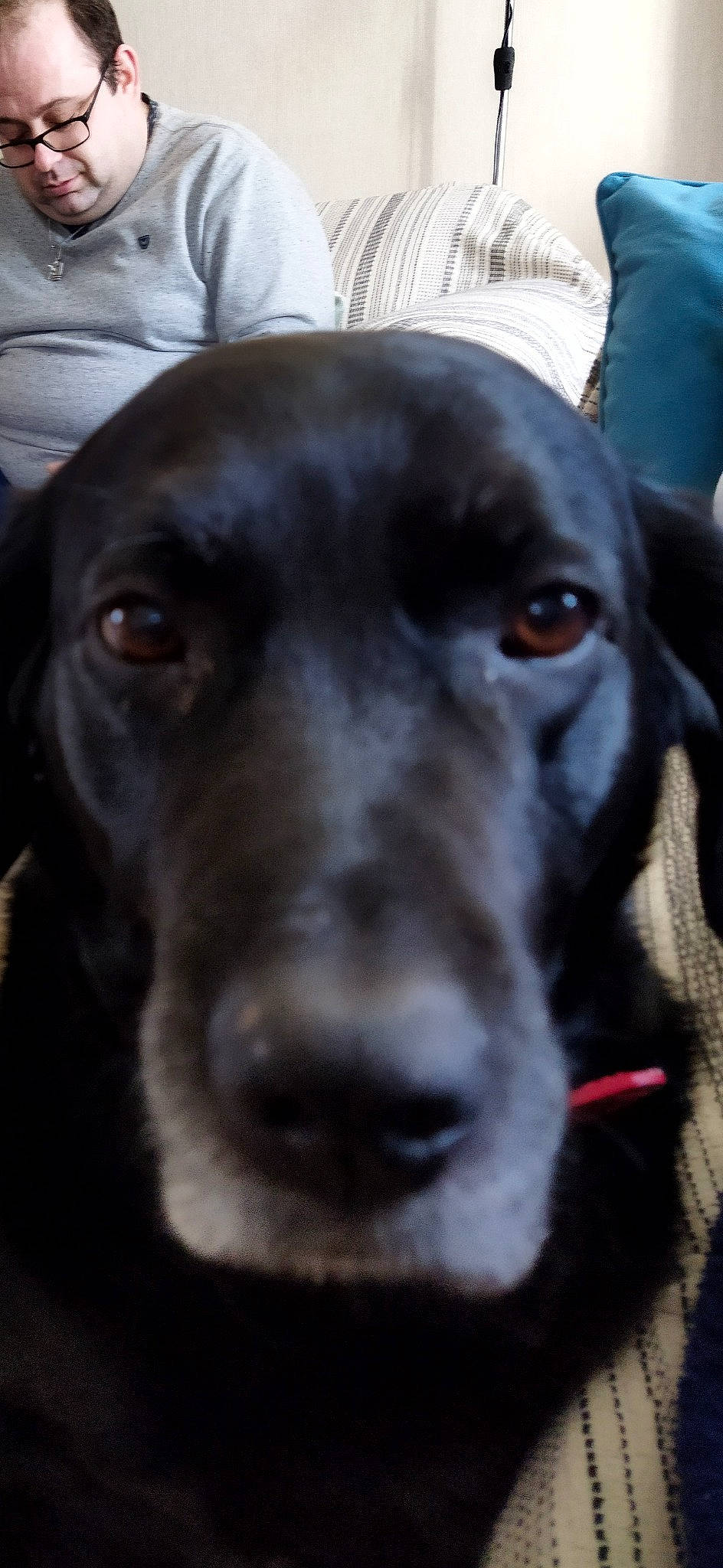 Gaspard participe au concours pour gagner de l'argent avec cette photo : borador, canidae, carnivore, companion_dog, dog, dog_breed, fur, gun_dog, hunting_dog, labrador_retriever, liver, retriever, snout, sporting_group, whiskers, working_animal