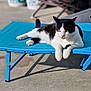 Charly a rejoint le concours — aidez-le/la à gagner de superbes lots ! abyssinian, accessories, animal, bench, cat, chair, coffeetable, furniture, hardwood, kitten, leash, manx, person, pet, plywood, siamese, sleeping, strap, table, wood