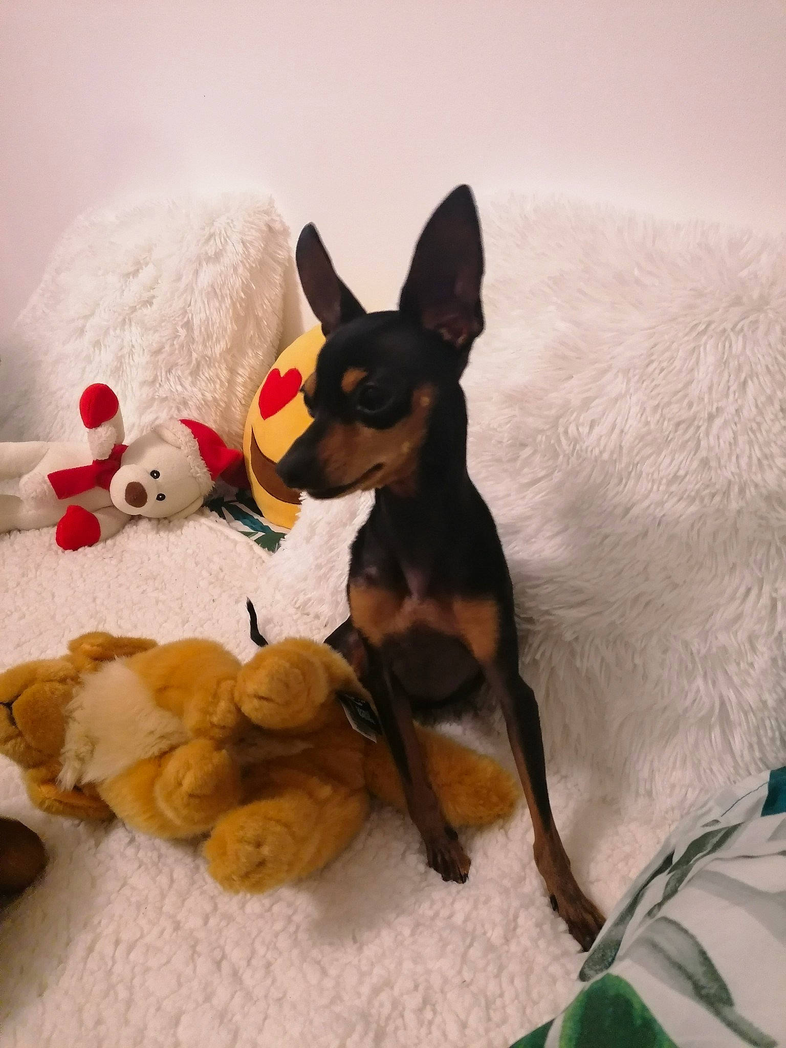 Speed participe au concours pour gagner de l'argent avec cette photo : canidae, carnivore, comfort, companion_dog, dog, dog_breed, dog_supply, dog_toy, fawn, grey, paw, pet_supply, prazsky_krysarik, russkiy_toy, snout, stuffed_toy, teddy_bear, toy, toy_dog, working_animal