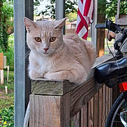 Snow joined the competition — help win amazing prizes! american_flag, animal, background, bicycle, cat, closeup, cream_colored, daylight, domestic, feline, greenery, nature, outdoor, pet, porch, quiet, relaxing, resting, tree, wooden_railing