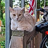 cat, cream_colored, animal, pet, wooden_railing, porch, american_flag, bicycle, outdoor, nature, greenery, relaxing, feline, quiet, daylight, tree, background, domestic, resting, closeup