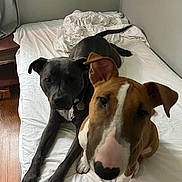 Charlie joined the competition — help win amazing prizes! dog, dogs, bed, white_sheet, grey_dog, brown_dog, bull_terrier, pitbull, snoot, paws, collar, dog_tag, indoor, bedroom, hardwood_floor, closeup, portrait, laying, curious, pair