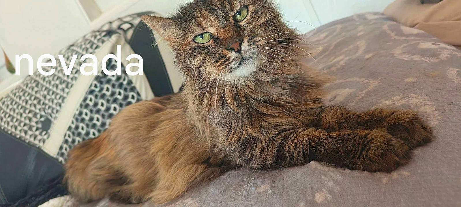 Nevada a rejoint le concours — aidez-le/la à gagner de superbes lots ! british_longhair, carnivore, cat, claw, domestic_short_haired_cat, fawn, felidae, fur, maine_coon, paw, small_to_medium_sized_cats, snout, terrestrial_animal, whiskers, wildlife