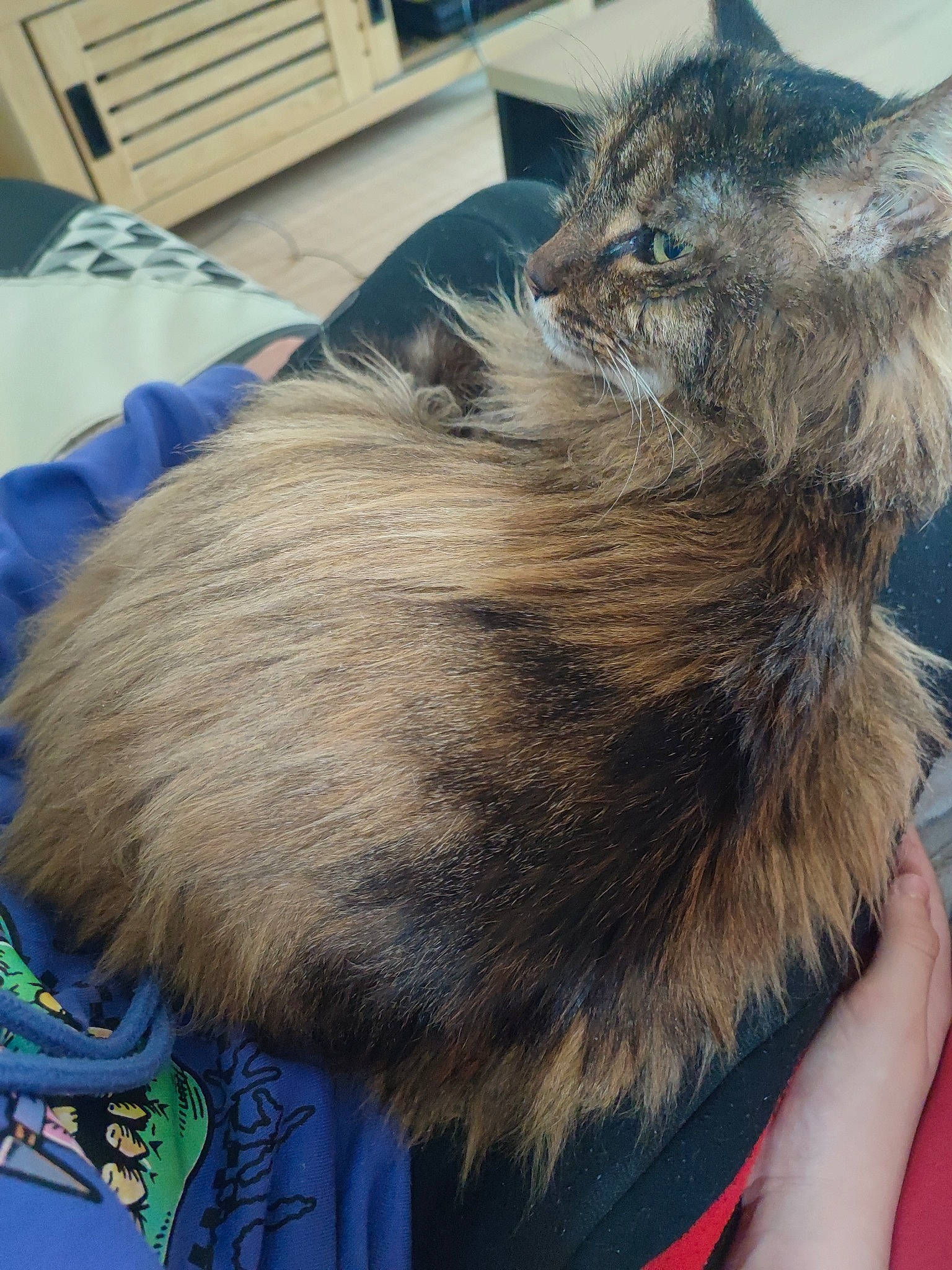 Nevada a rejoint le concours — aidez-le/la à gagner de superbes lots ! box, carnivore, cat, claw, comfort, domestic_short_haired_cat, electric_blue, fawn, felidae, fur, nap, paw, small_to_medium_sized_cats, snout, tableware, tail, whiskers